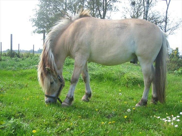 Fjordhest Lipton  - Han er så smuuuuk! billede 1