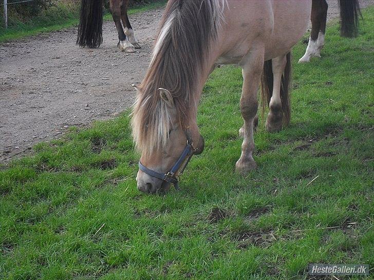 Fjordhest Lipton  - Lipper drengen på græs billede 2