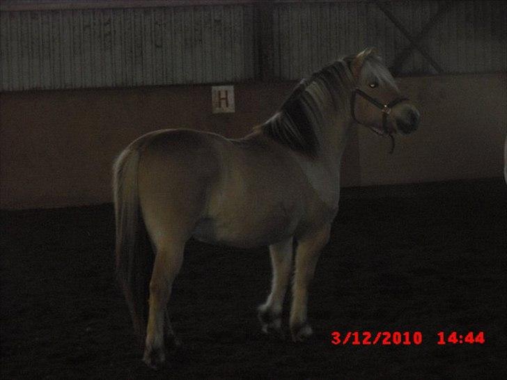 Fjordhest Lipton  - uff hvad fanden var det O.o billede 3