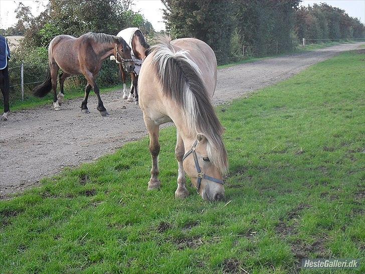 Fjordhest Lipton  - Lipper på græs igen,igen :) billede 4