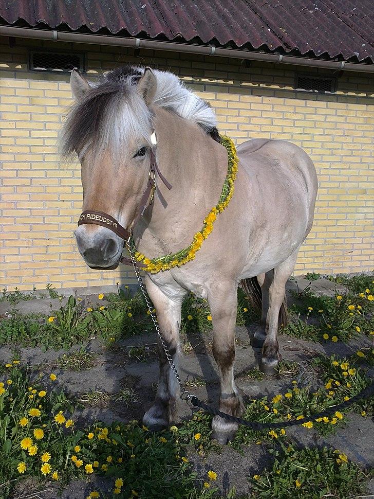 Fjordhest Conrad <3 billede 11