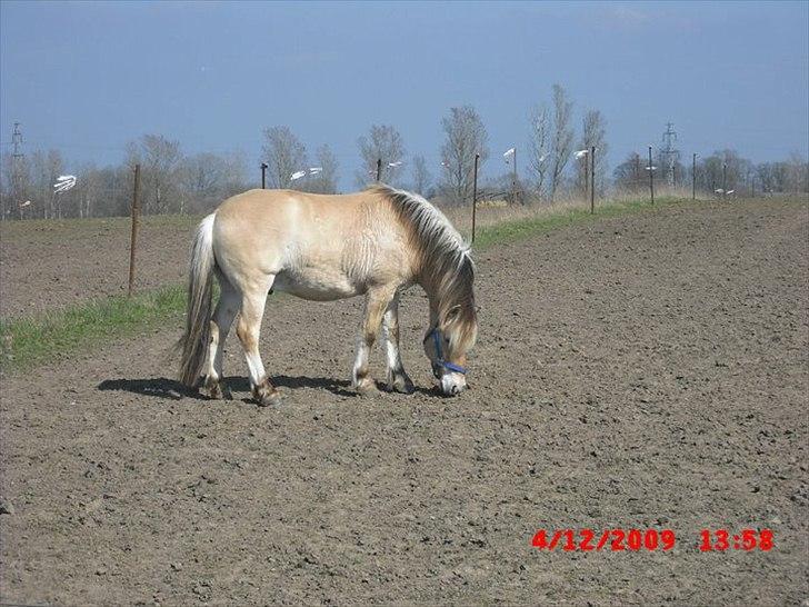 Fjordhest Lipton  - Hmm hvorfor er der ikke noget græs her?? billede 5