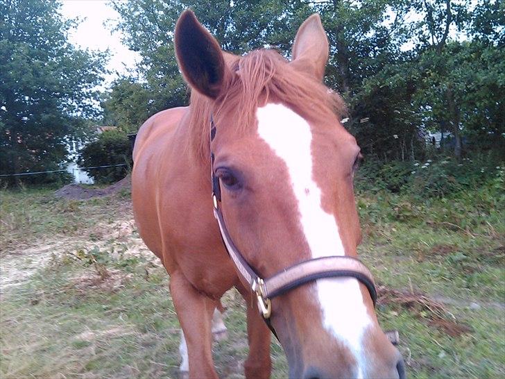 Hannoveraner Kirkeledgaard Luna - halløj :D billede 5
