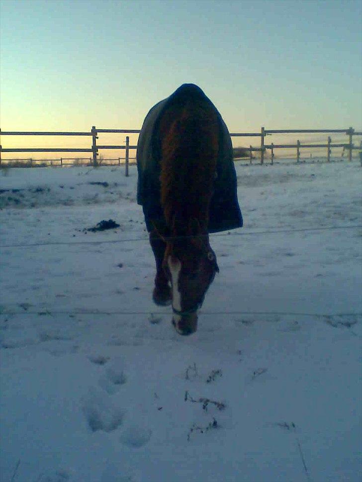 Hannoveraner Kirkeledgaard Luna - fold ude i sneen :D billede 6