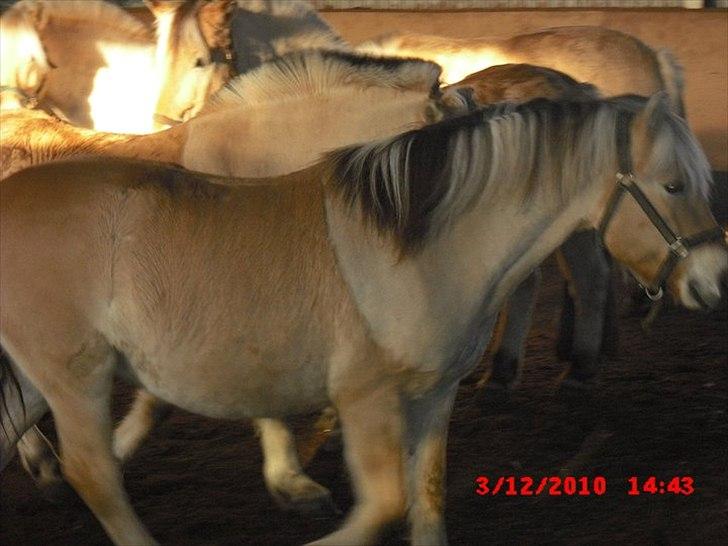 Fjordhest Lipton  - Lipton i ridehuset med sine andre fjordheste venner :D billede 6