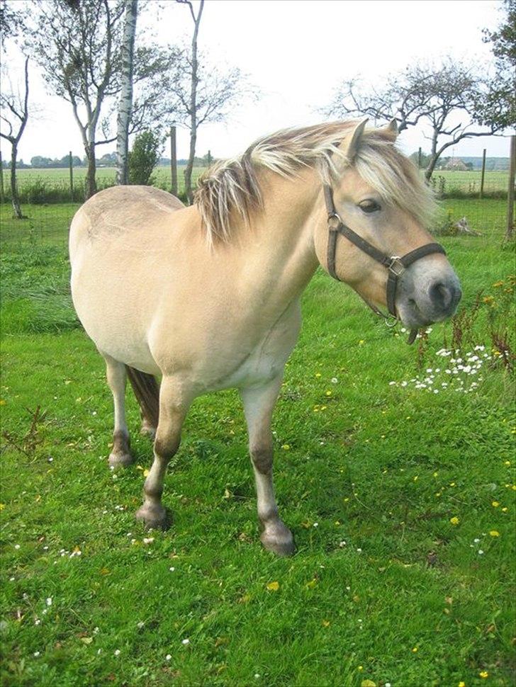 Fjordhest Lipton  - Nam nam billede 7