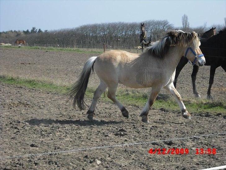 Fjordhest Lipton  - WOW se lige den gang! billede 8