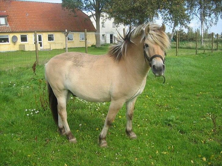 Fjordhest Lipton  - Tykke xD billede 9