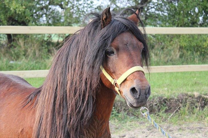 Dartmoor Innis Gerik Ronda (UDLÅNT) billede 13