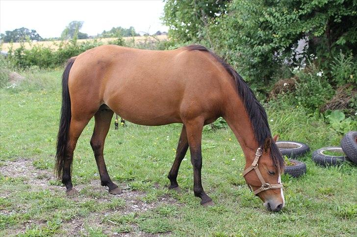 New Forest Montana´s Aurora (UDLÅNT) billede 13