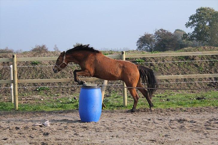 New Forest Montana´s Aurora (UDLÅNT) billede 14