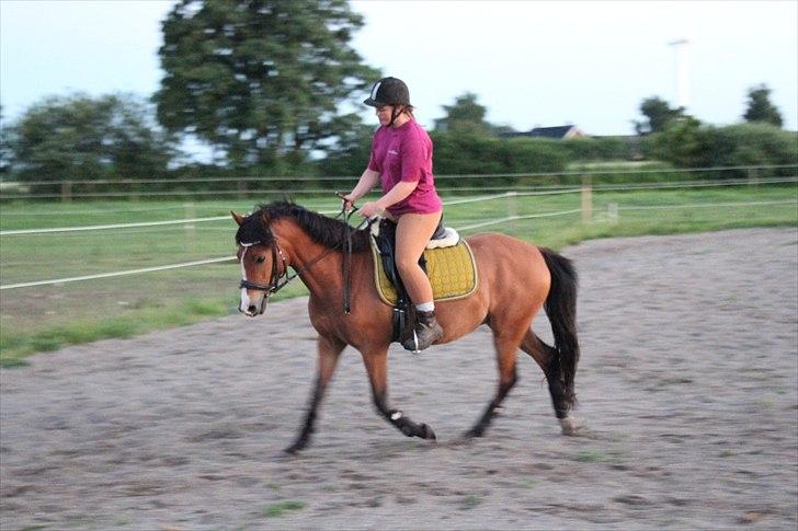 New Forest Montana´s Aurora (UDLÅNT) billede 15