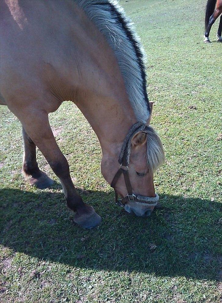 Anden særlig race Kikki <3<3 min prinsesse<3 - kikki på fold.. MMmmm dejligt græs <3 billede 3