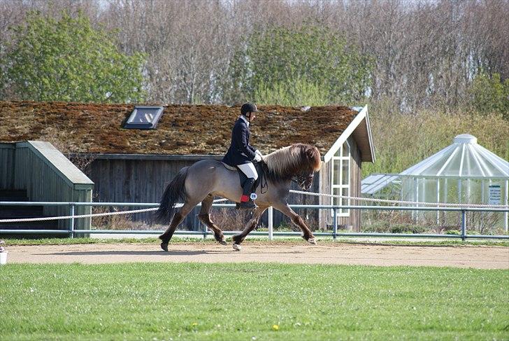 Islænder Hrókur fra Eystri-Hól billede 4