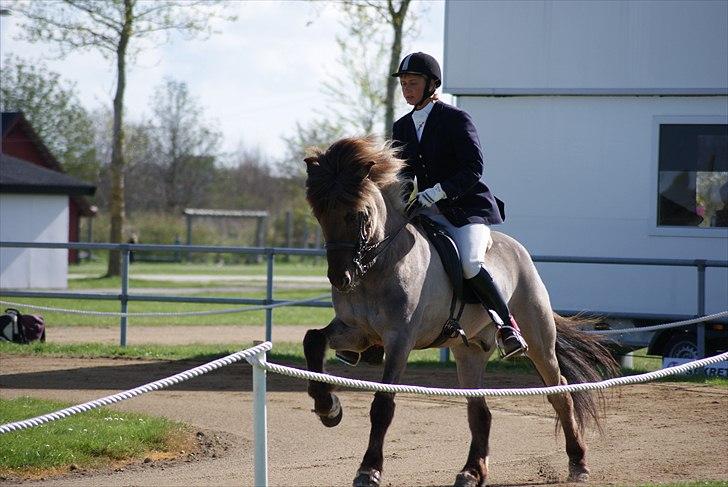 Islænder Hrókur fra Eystri-Hól billede 7