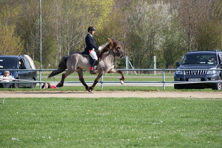 Islænder Hrókur fra Eystri-Hól billede 9