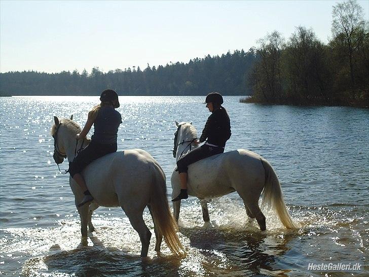 Anden særlig race Sleipner, solgt. - badetur med bedsteveninden, og silver :) billede 5