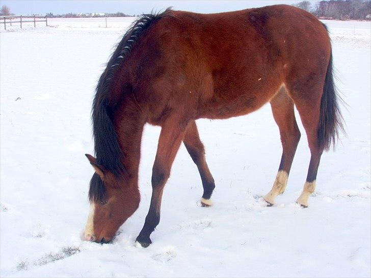 Trakehner Chopinja - 12/1 11 dejligt med sne efter barfrost billede 8