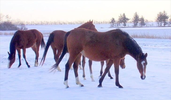Arabisk fuldblod (OX) Mechta Solgt til opdrætteren. - 12/1 11 dejligt med sne efter barfrost billede 12