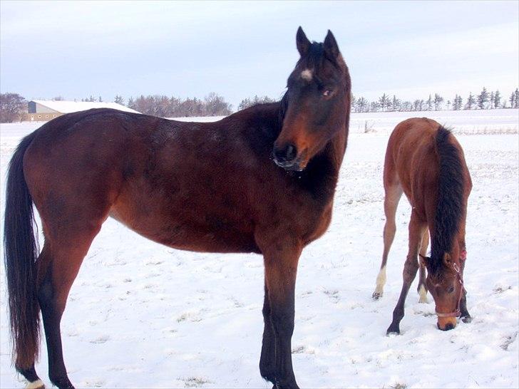 Trakehner Chopaja - 12/1 11 så er jeg 3 åring i sne billede 8