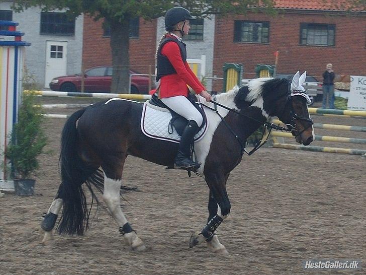 Anden særlig race Tatoo - Velkommen til Tatoo´s profil :D billede 1