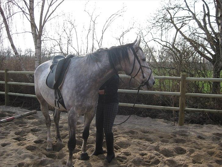 Polsk Varmblod Irys - gl. ejer. billede 1