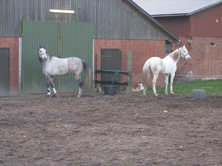 Polsk Varmblod Irys - ved gl. ejer. billede 2
