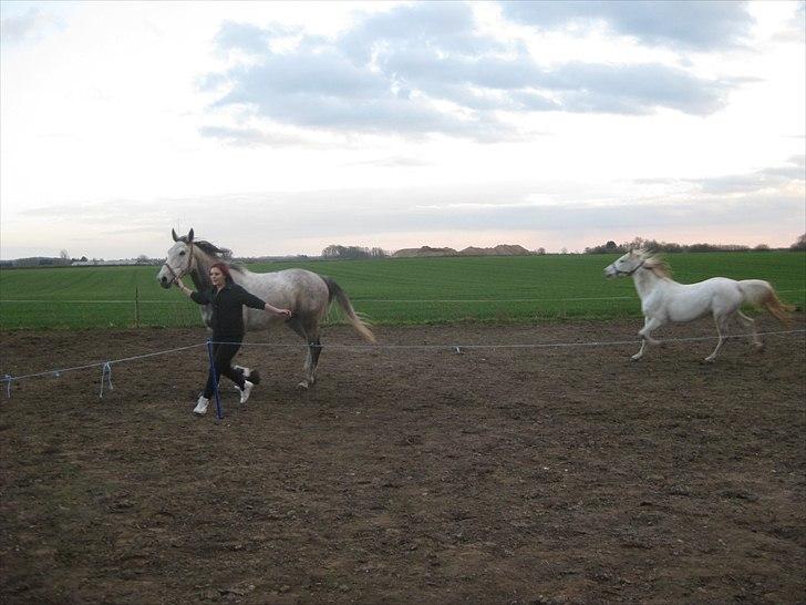 Polsk Varmblod Irys - gl. ejer. billede 3