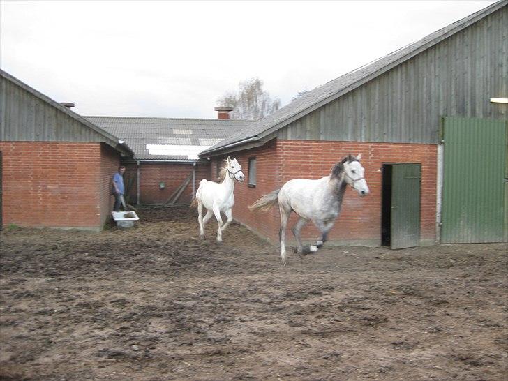 Polsk Varmblod Irys - gl. ejer. billede 4