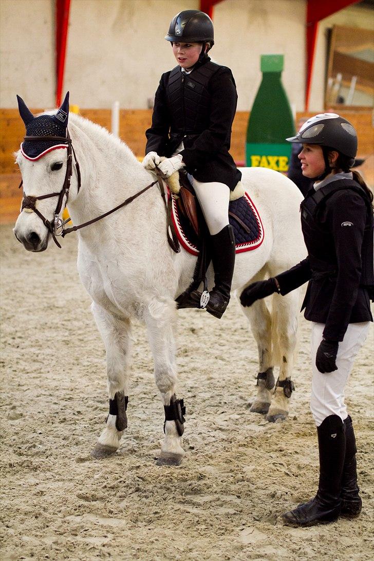Svensk Sportspony  Any Pirouette *solgt* billede 7