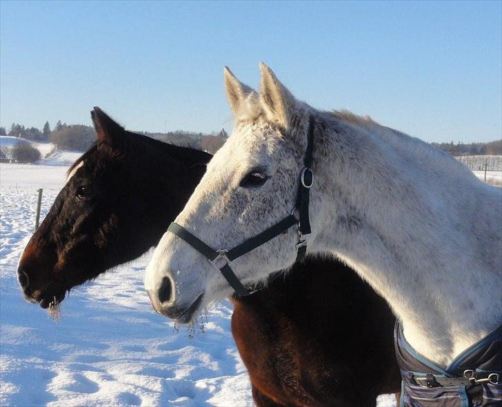 Dansk Varmblod Cita billede 1