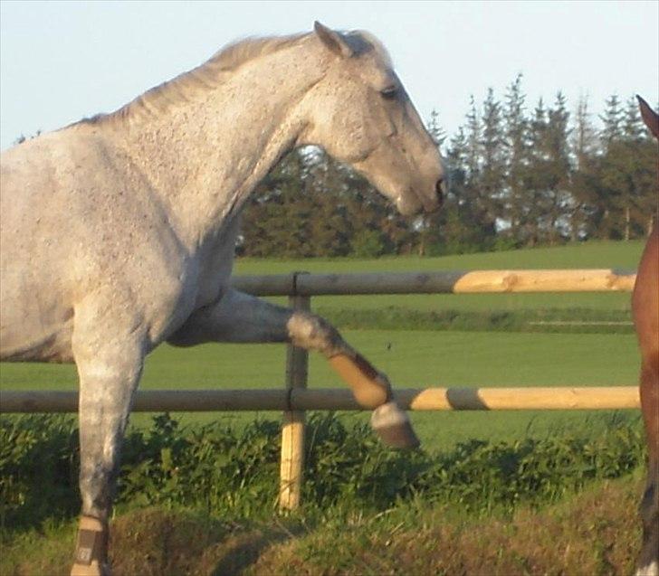 Dansk Varmblod Cita billede 3