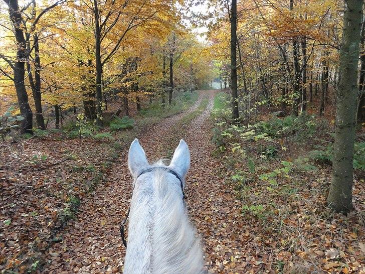 Dansk Varmblod Cita billede 5