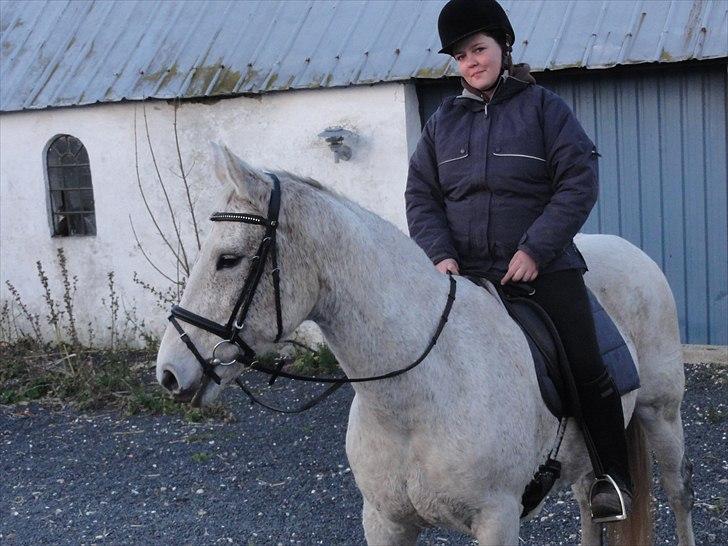 Dansk Varmblod Cita billede 6