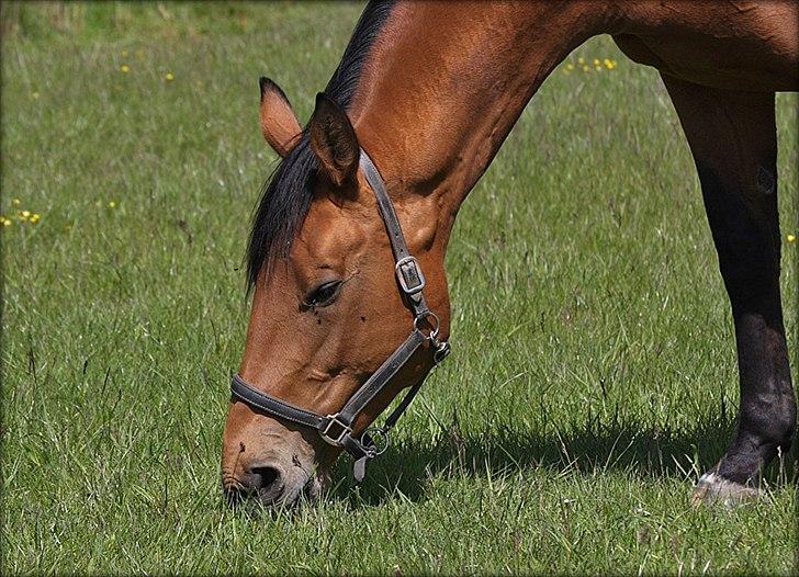 Dansk Varmblod Fredbo´s Impala - SAVNET billede 3