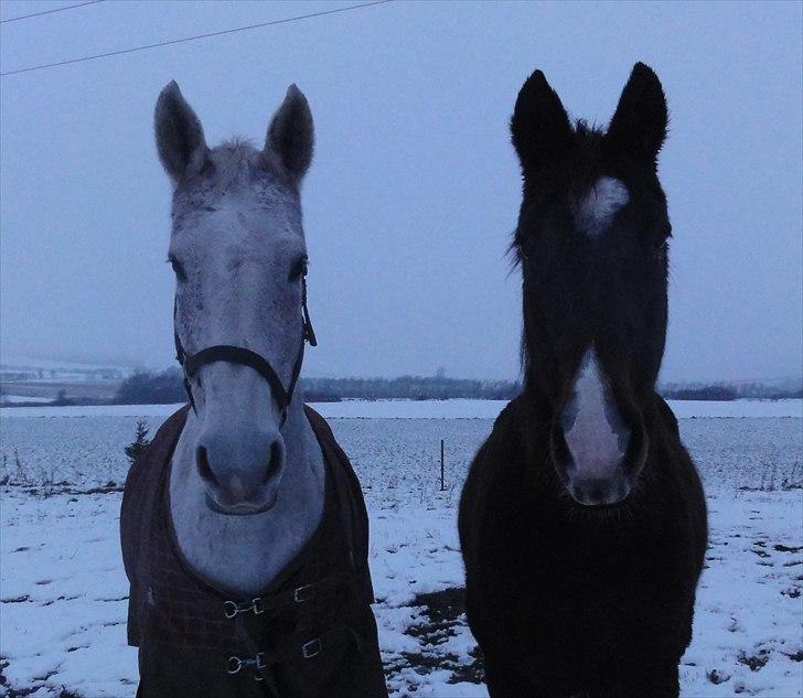 Dansk Varmblod Cita billede 7