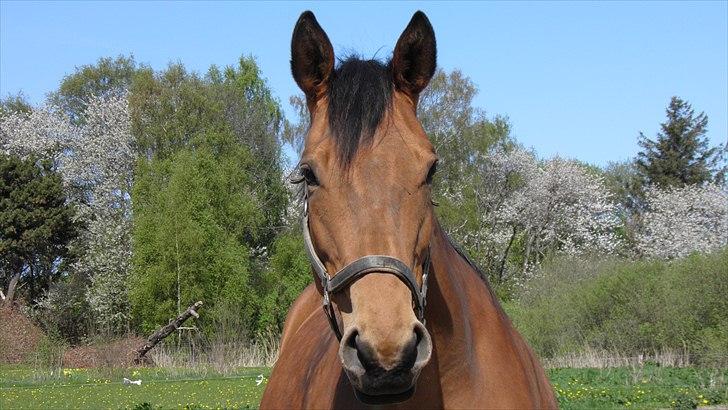 Dansk Varmblod Fredbo´s Impala - SAVNET - du havde det smukkeste hovede i stalden:) billede 5