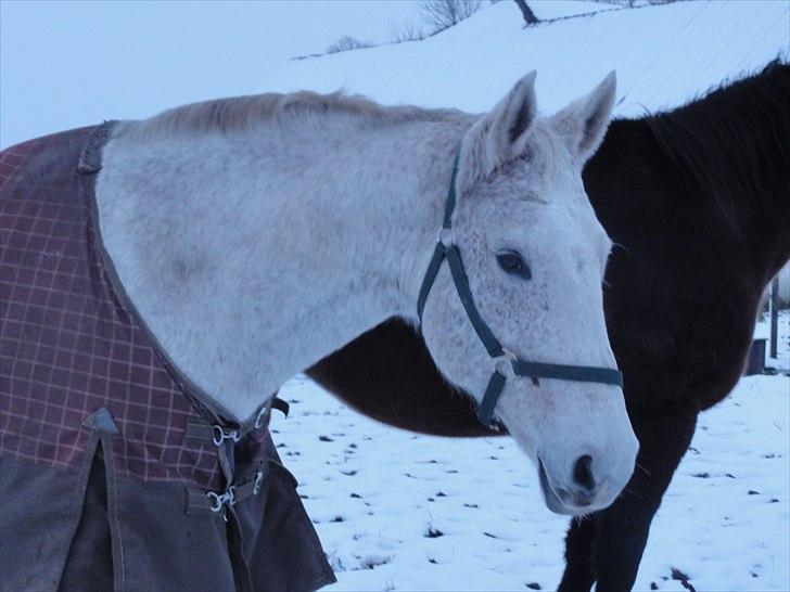 Dansk Varmblod Cita billede 8