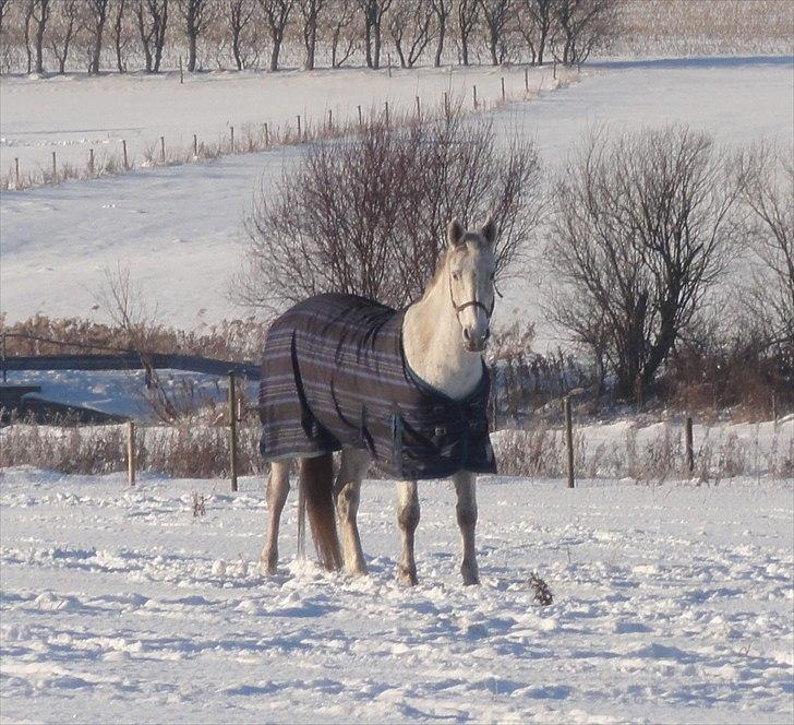 Dansk Varmblod Cita billede 9
