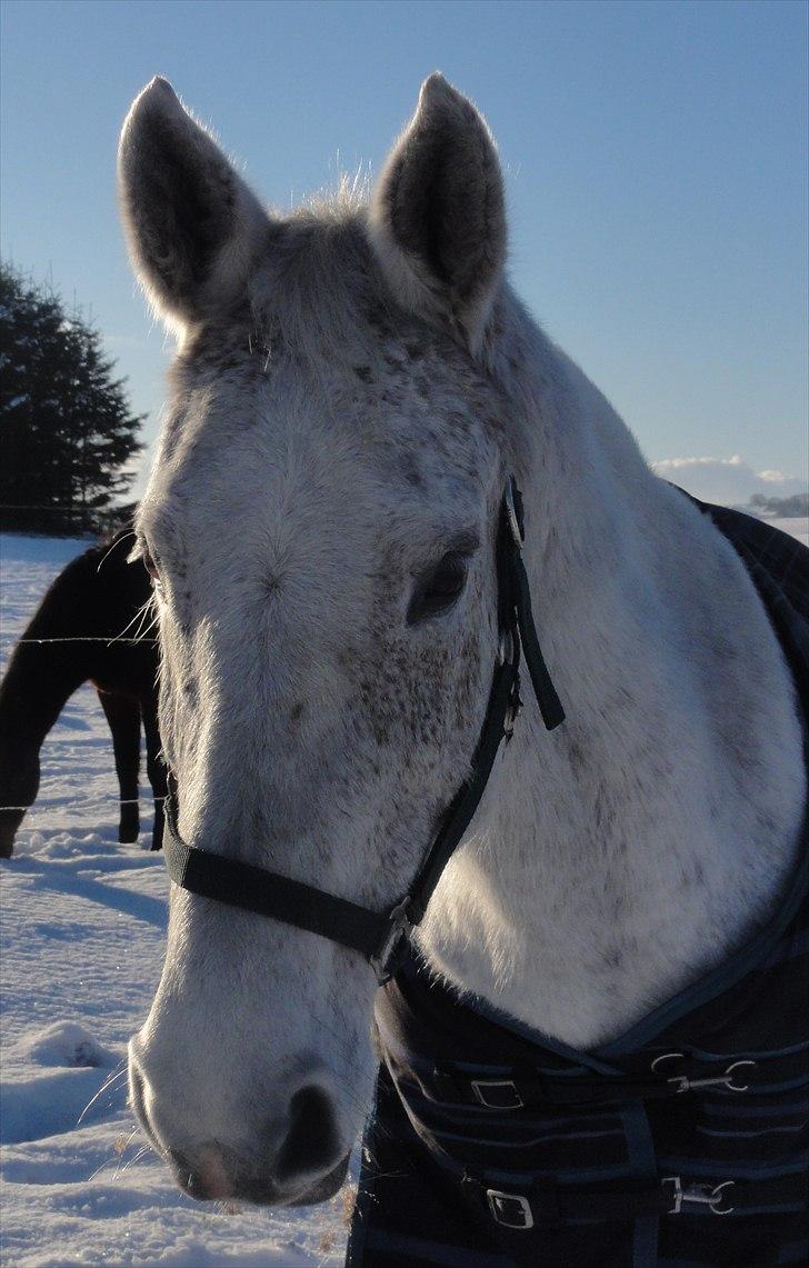 Dansk Varmblod Cita billede 11