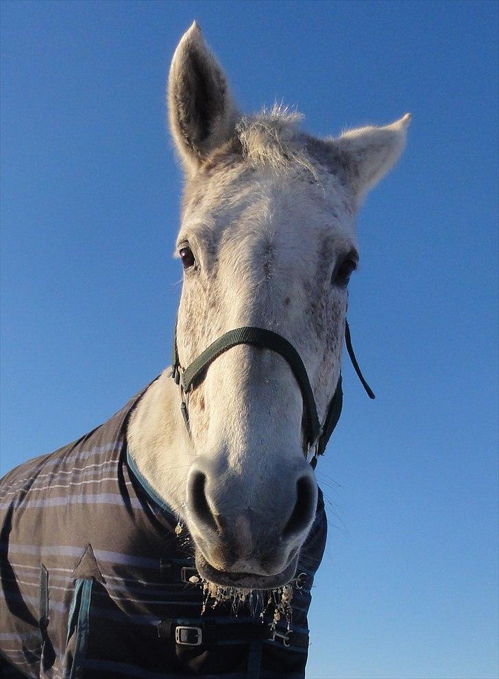 Dansk Varmblod Cita billede 12