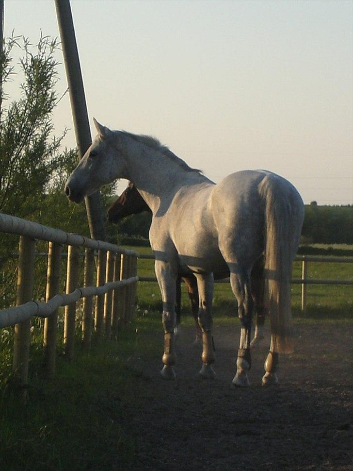 Dansk Varmblod Cita billede 13
