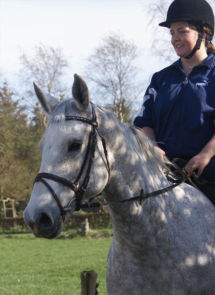 Dansk Varmblod Cita billede 16