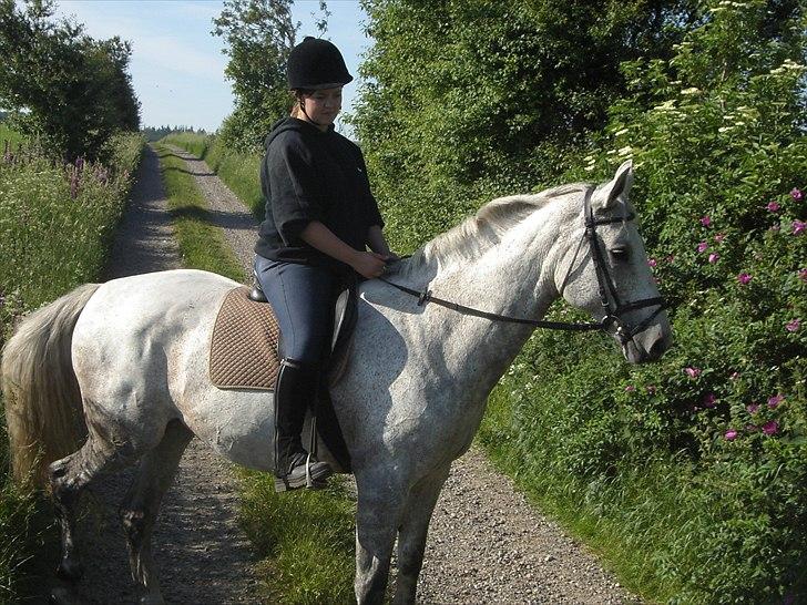 Dansk Varmblod Cita billede 17