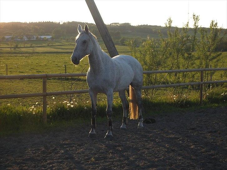 Dansk Varmblod Cita billede 19