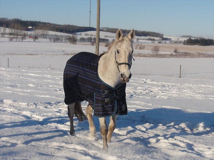 Dansk Varmblod Cita billede 20