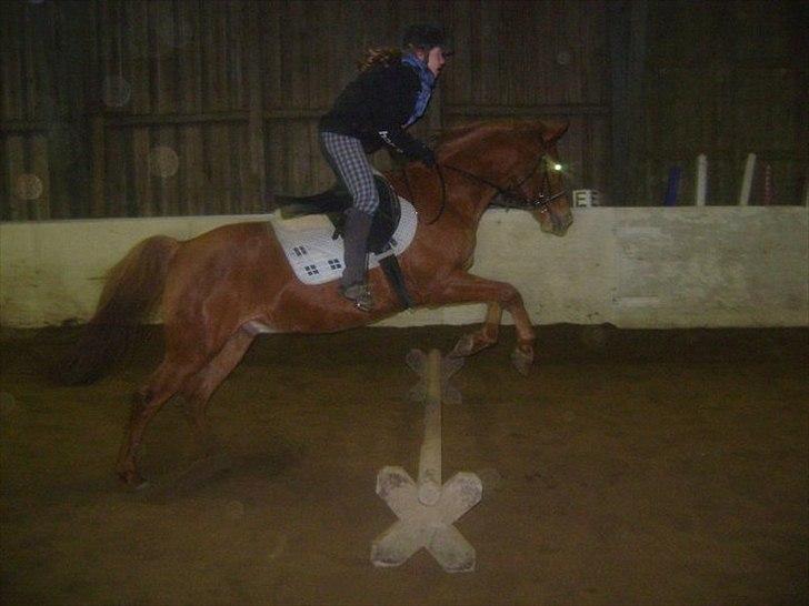 Anden særlig race Kalif (solgt) :'( - Uhh, langt spring:) billede 20