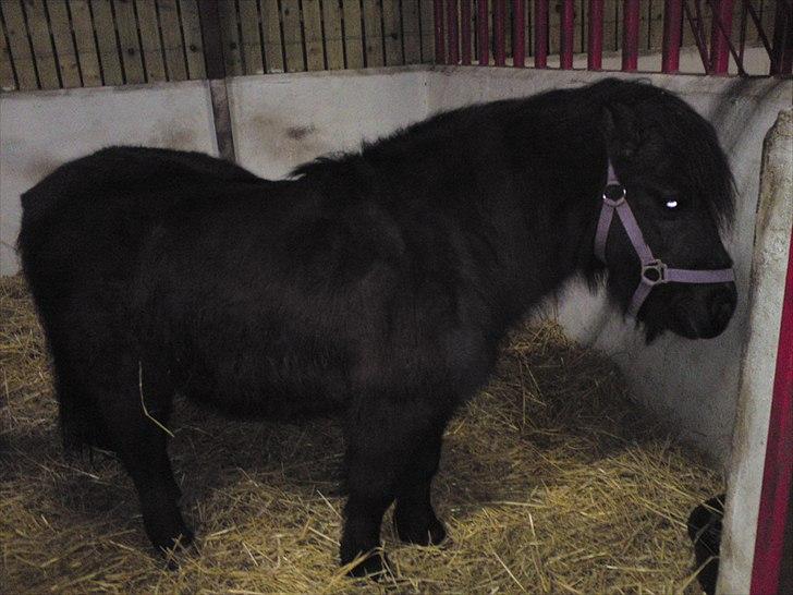 Anden særlig race lady billede 7