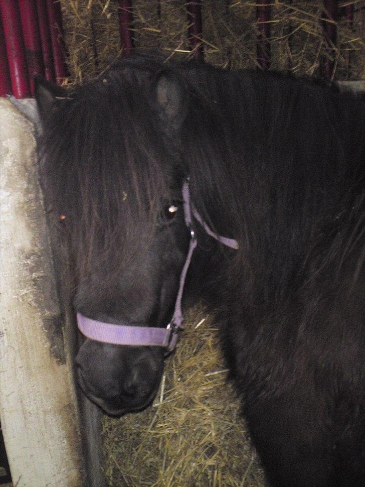Anden særlig race lady billede 8