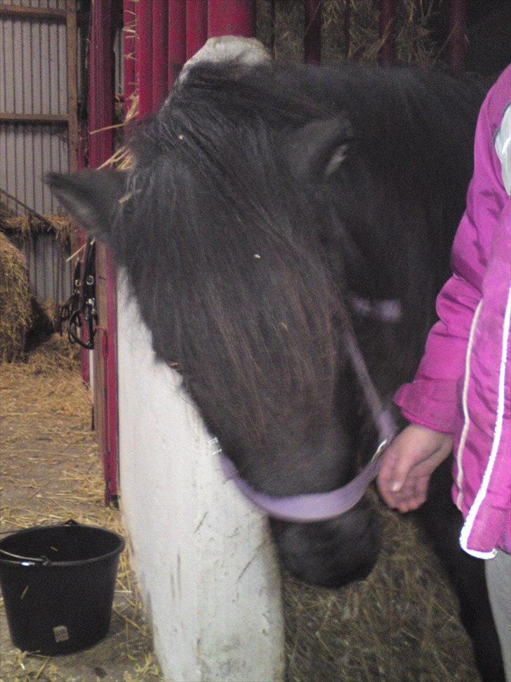 Anden særlig race lady billede 10